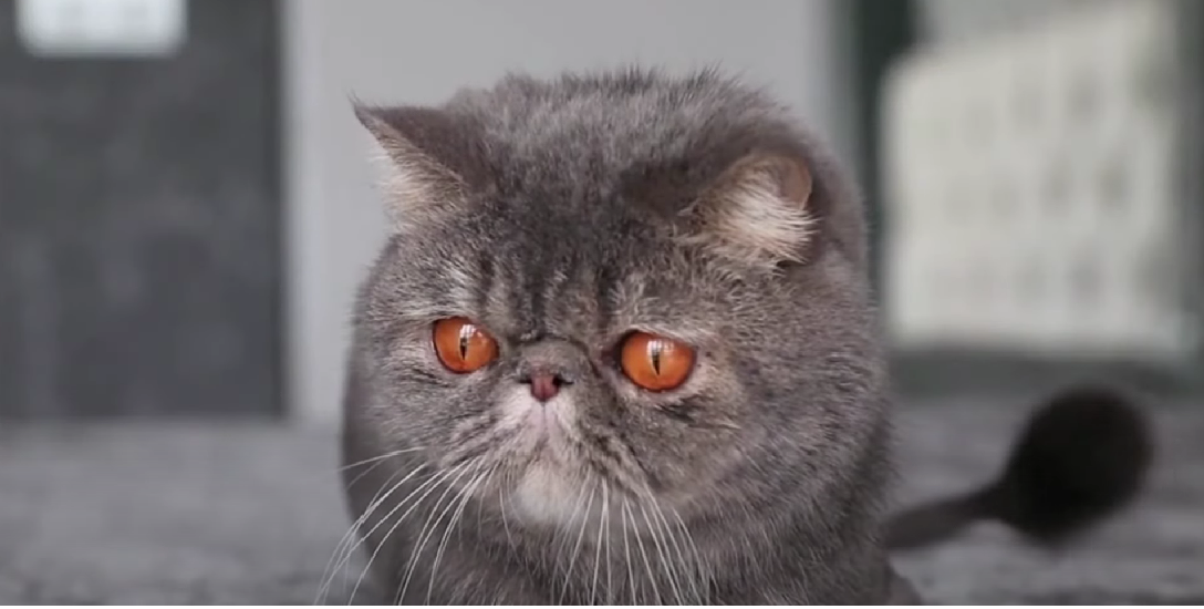 Copper Eyes Cat Breeds KittenWiki