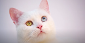 Heterochromia Cat Eyes