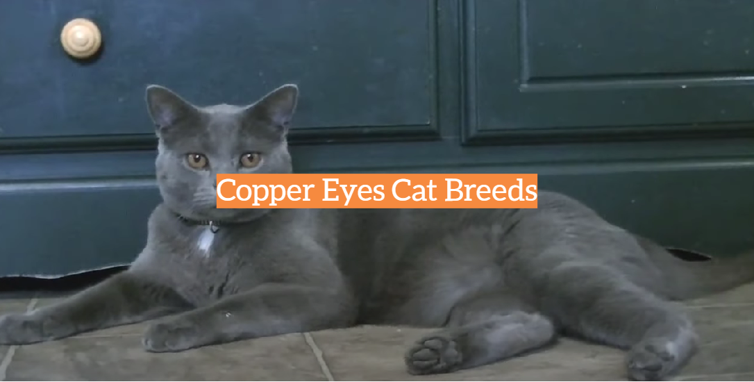 Copper Eyes Cat Breeds