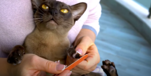 How Can You Treat Darkening Under Cat Claws?