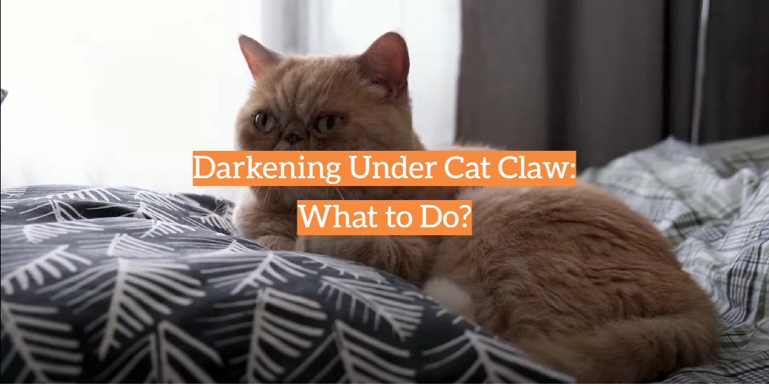 Darkening Under Cat Claw: What to Do?