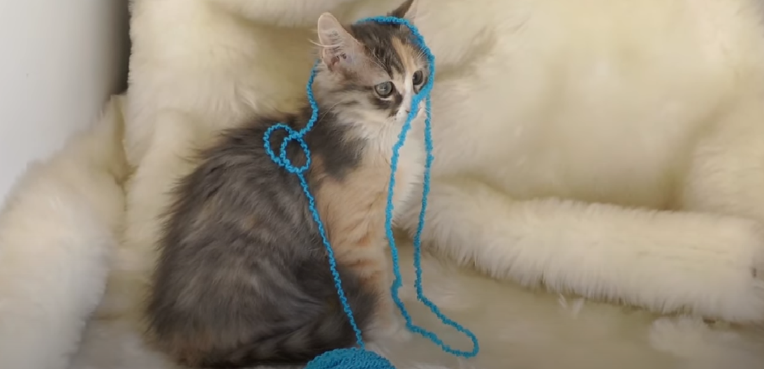 Do Cats Protect You While You Sleep? KittenWiki