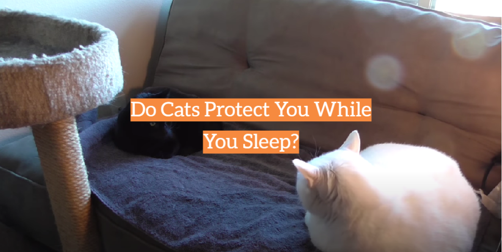 Do Cats Protect You While You Sleep? KittenWiki