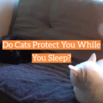 Do Cats Protect You While You Sleep?