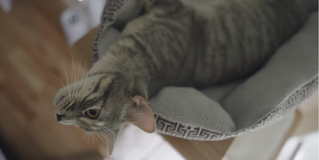 Do Cats Protect You While You Sleep? KittenWiki