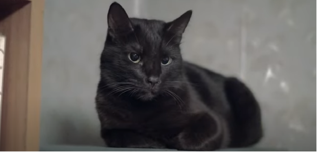 Do Cats Protect You While You Sleep? KittenWiki