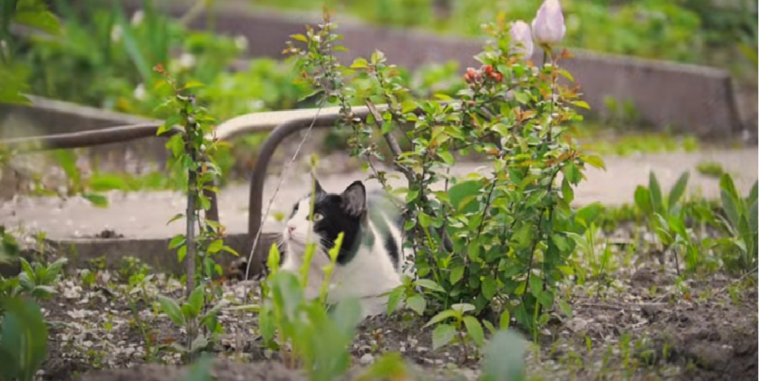 Do Cats Protect You While You Sleep? KittenWiki