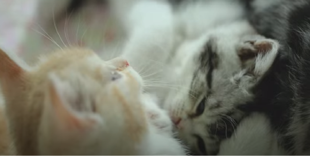 Do Cats Protect You While You Sleep? KittenWiki