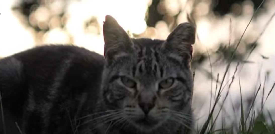 Do Cats Protect You While You Sleep? KittenWiki