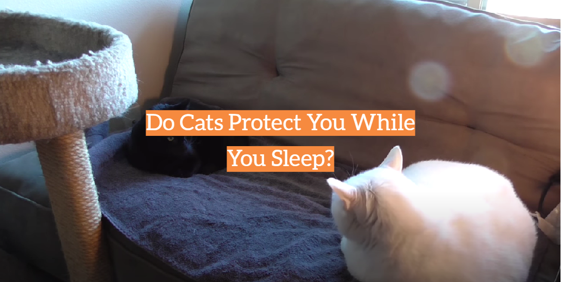 Do Cats Protect You While You Sleep?