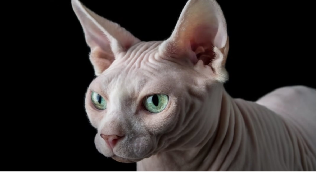 Donskoy Cat vs. Sphynx: What’s the Difference? - KittenWiki