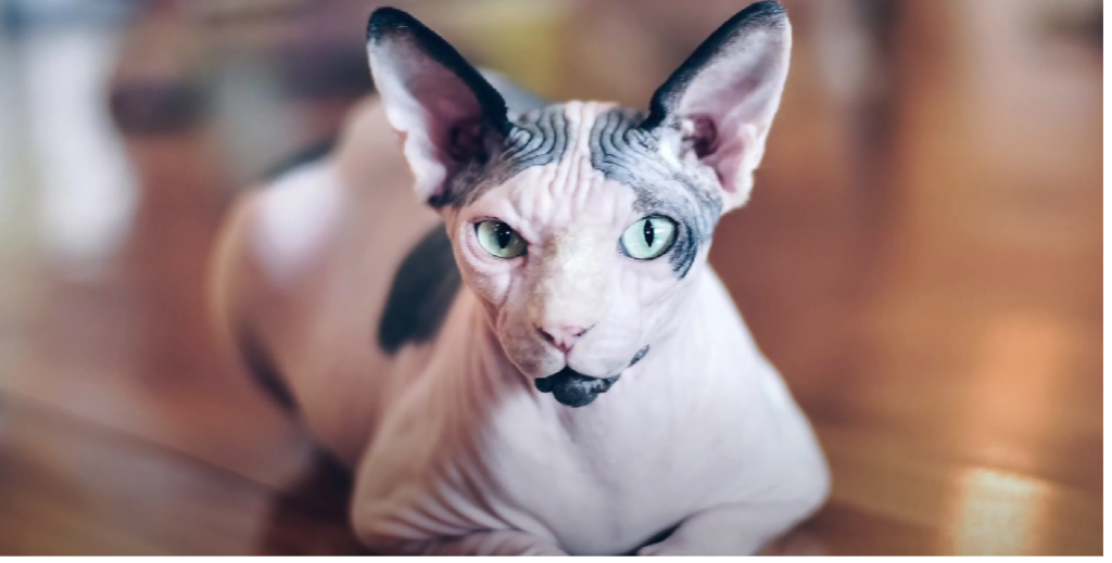 Donskoy Cat vs. Sphynx: What’s the Difference? - KittenWiki