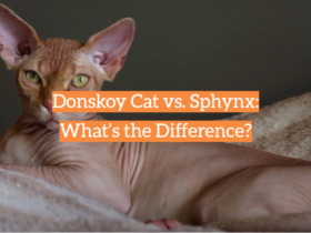 Donskoy Cat vs. Sphynx: What’s the Difference?