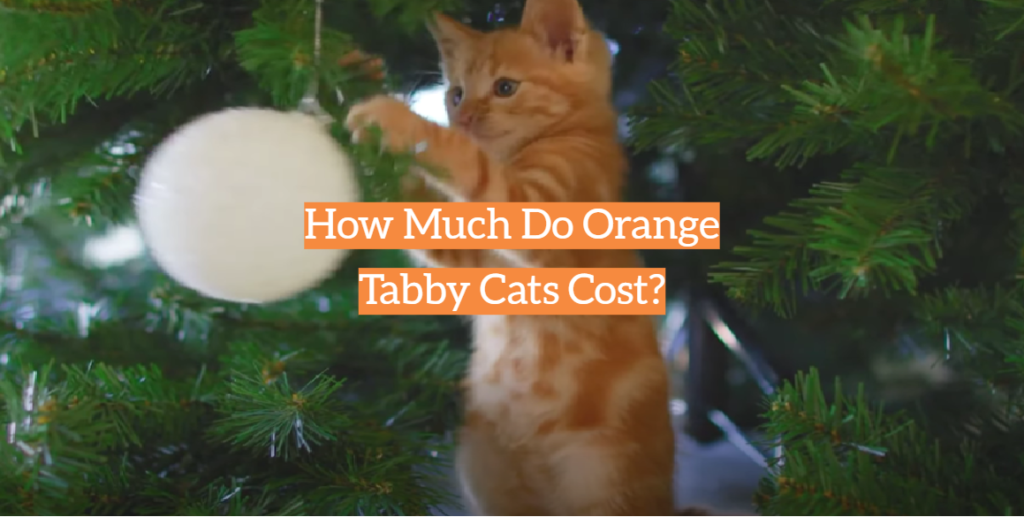 How Much Do Orange Tabby Cats Cost? KittenWiki