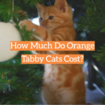 How Much Do Orange Tabby Cats Cost?