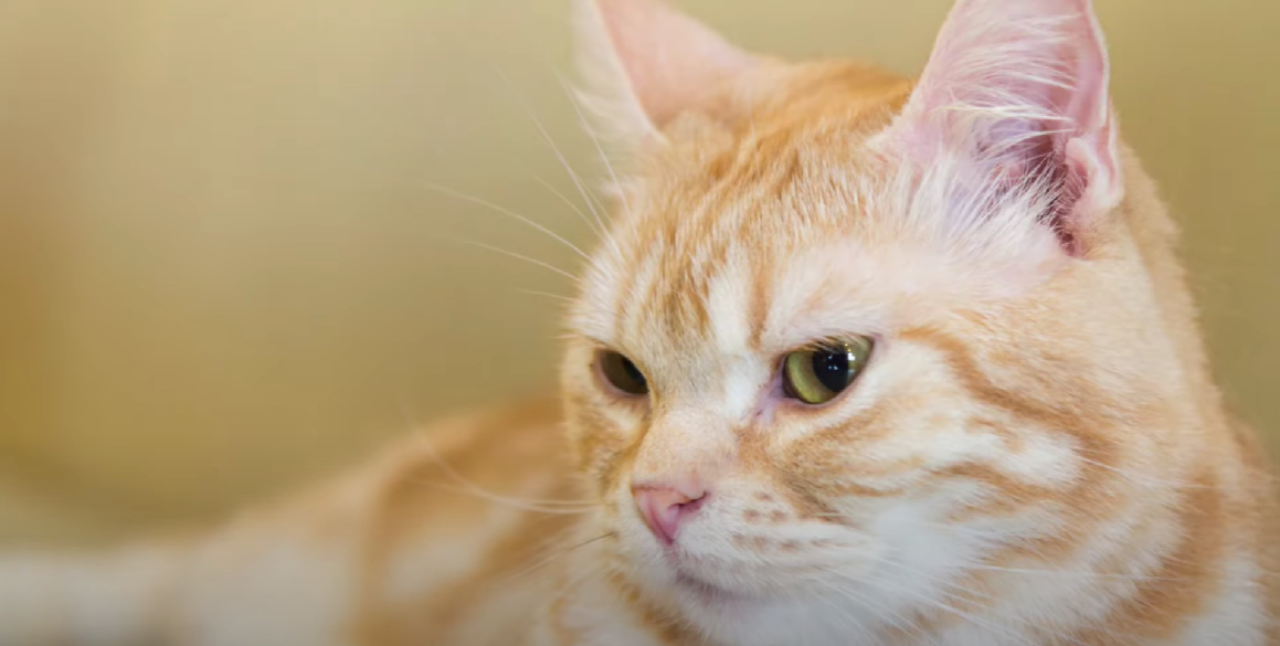 How Much Do Orange Tabby Cats Cost? KittenWiki