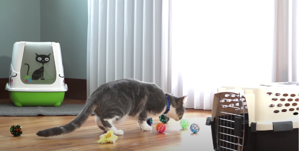 How Much Does a Kitten Cost at Petco? KittenWiki