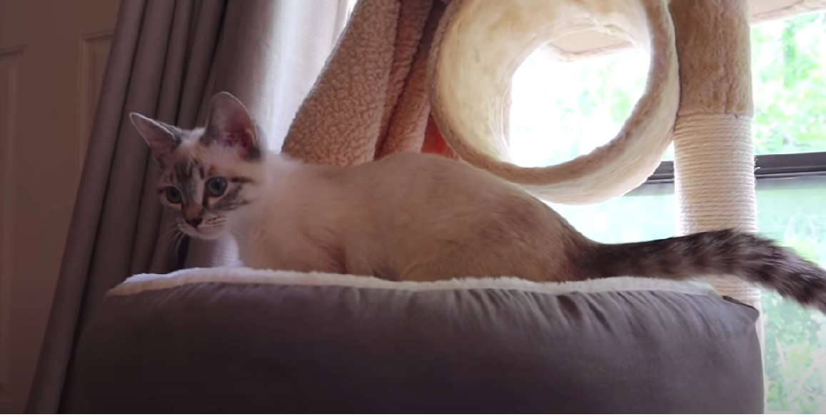 How Much Does a Kitten Cost at Petco? KittenWiki