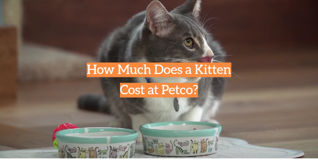 How Much Does a Kitten Cost at Petco? KittenWiki