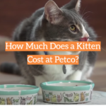 How Much Does a Kitten Cost at Petco?