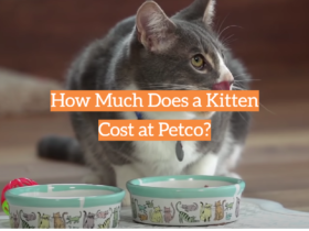 How Much Does a Kitten Cost at Petco?