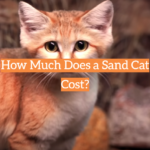 How Much Does a Sand Cat Cost?