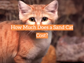 How Much Does a Sand Cat Cost?