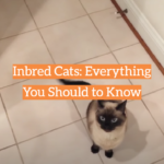 Inbred Cats: Everything You Should to Know