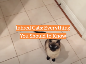Inbred Cats: Everything You Should to Know