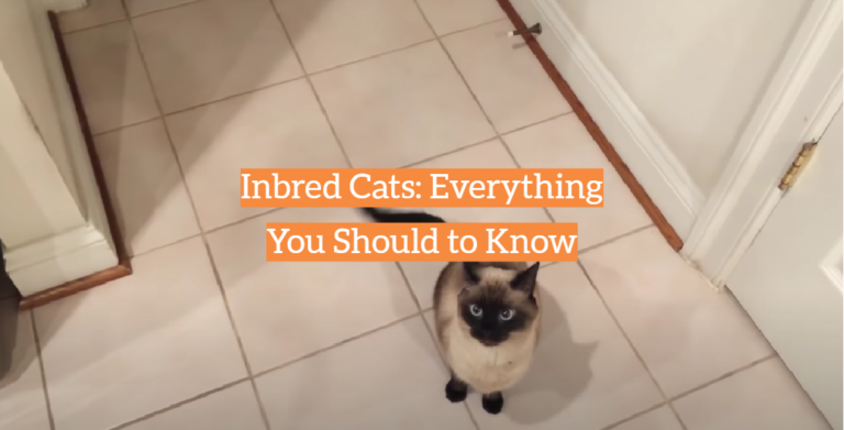 Inbred Cats: Everything You Should to Know - KittenWiki