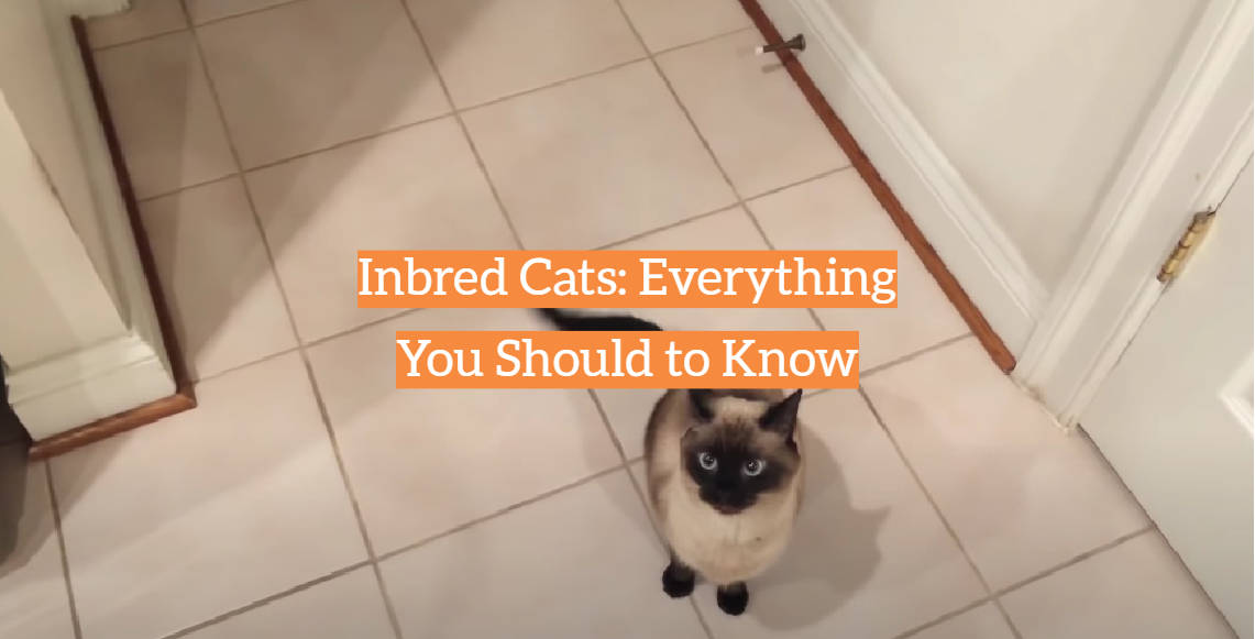 Inbred Cats: Everything You Should to Know
