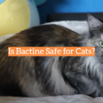 Is Bactine Safe for Cats?