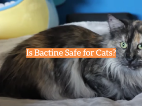 Is Bactine Safe for Cats?