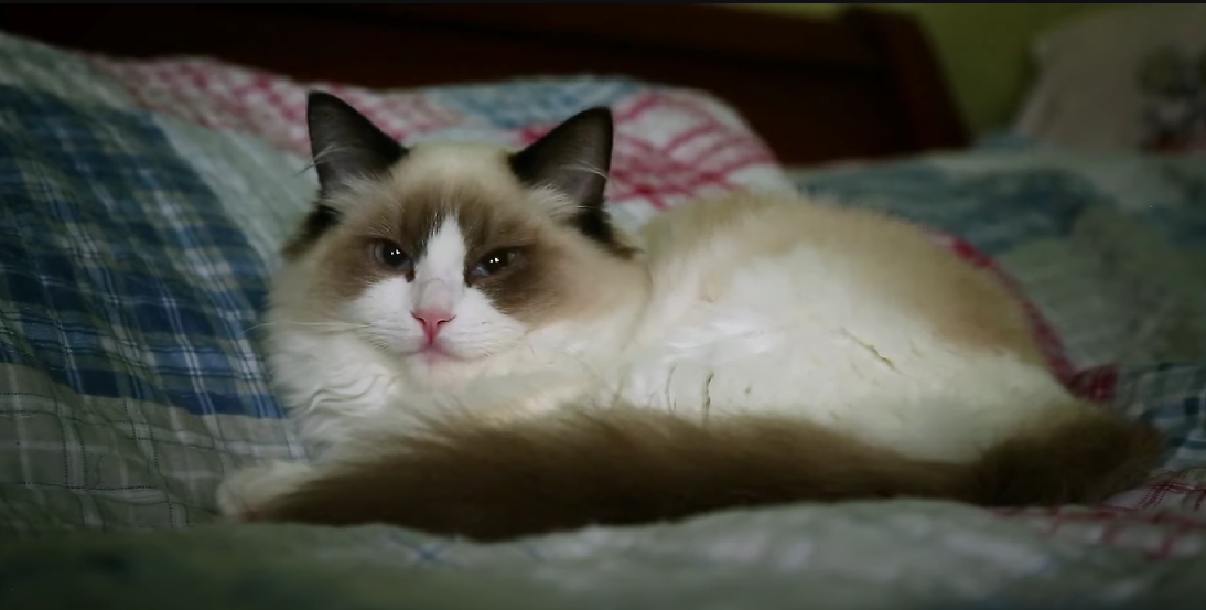 Is Bactine Safe for Cats? KittenWiki