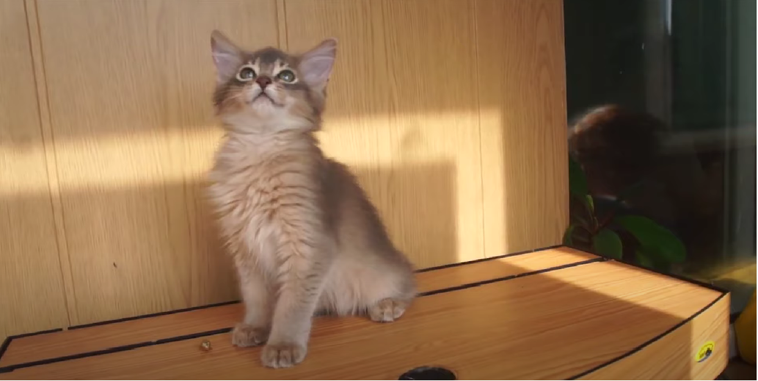 Is Bactine Safe for Cats? KittenWiki