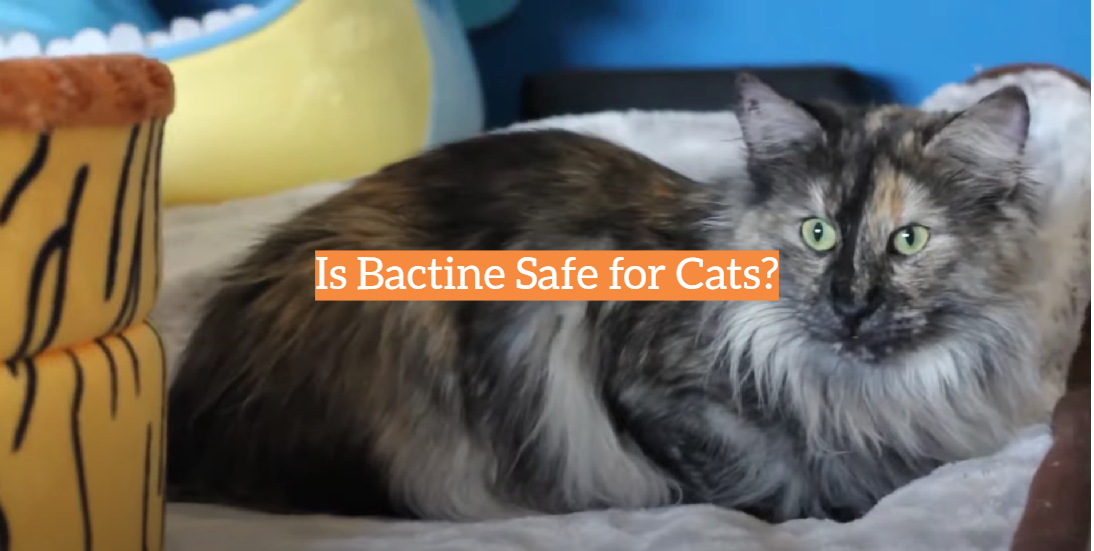 Is Bactine Safe for Cats?