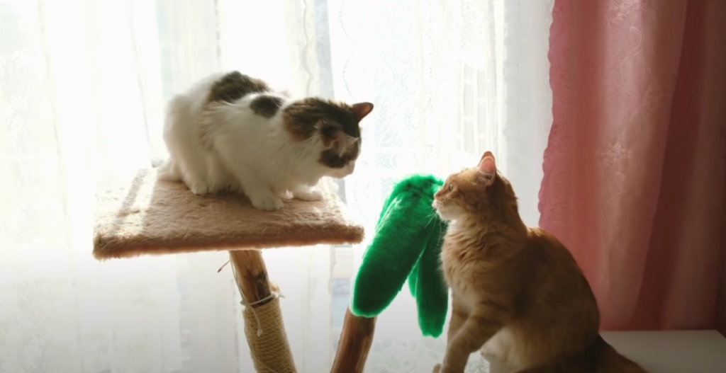 Is Myrrh Safe for Cats? KittenWiki