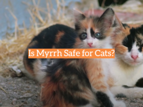 Is Myrrh Safe for Cats?