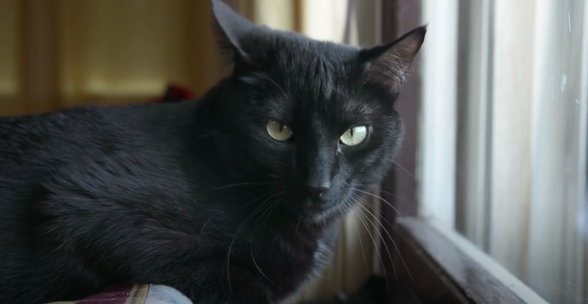 Is Myrrh Safe for Cats? KittenWiki