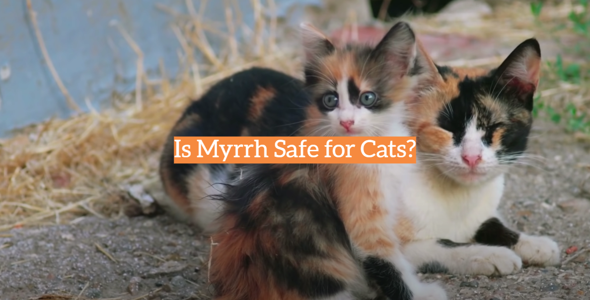 Is Myrrh Safe for Cats?