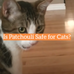 Is Patchouli Safe for Cats?