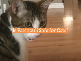 Is Patchouli Safe for Cats?