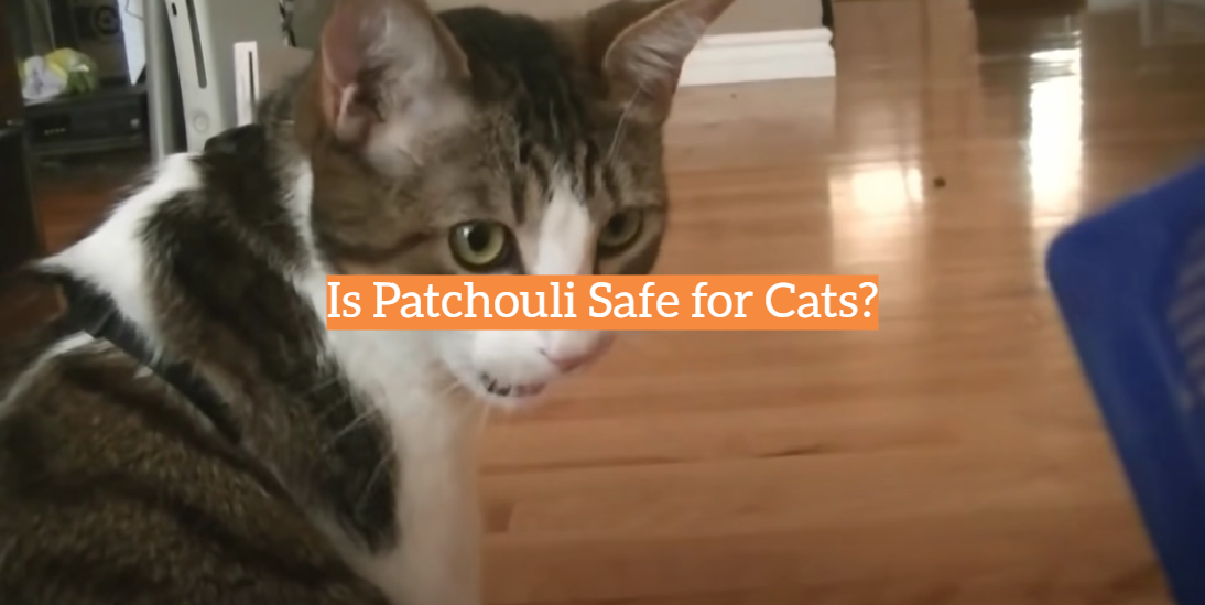 Is Patchouli Safe for Cats?