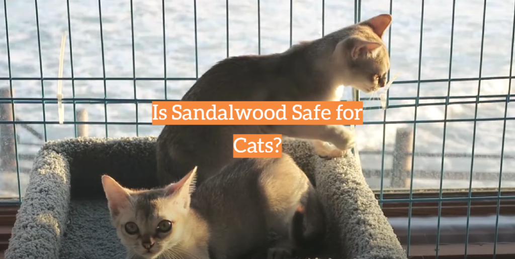 Is Sandalwood Safe for Cats? KittenWiki