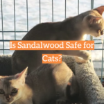 Is Sandalwood Safe for Cats?