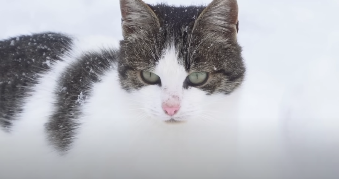 Is Stevia Safe for Cats? KittenWiki