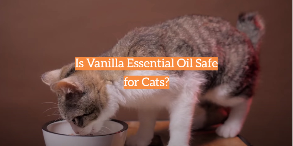 Is Vanilla Essential Oil Safe for Cats? KittenWiki