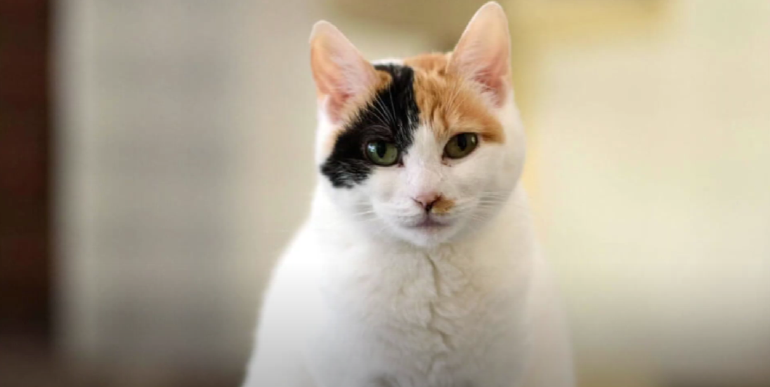 Korean Cat Breeds KittenWiki