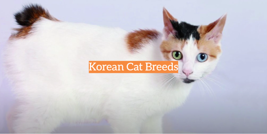 Korean Cat Breeds KittenWiki