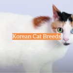Korean Cat Breeds